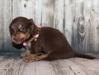 Bean, a female Miniature Dachshund for sale in Lead Hill, AR – 2 of 10