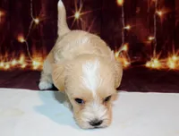 Thomas, a male Maltipoo for sale in Lead Hill, AR – 6 of 10