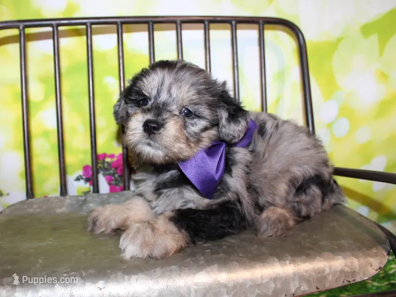 Norman – Miniature Schnauzer puppy for sale in Lead Hill, AR