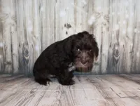 Oliver, a male Miniature Schnauzer for sale in Lead Hill, AR – 8 of 10