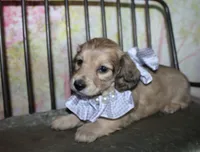 Angel , a female Miniature Dachshund for sale in Lead Hill, AR – 3 of 10