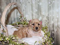 lila, a female Poodle - Miniature  for sale in Lead Hill, AR – 4 of 10