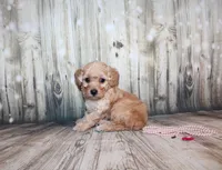 lila, a female Poodle - Miniature  for sale in Lead Hill, AR – 7 of 10