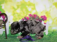 Norman, a male Miniature Schnauzer for sale in Lead Hill, AR – 7 of 10