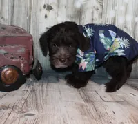 Oliver, a male Miniature Schnauzer for sale in Lead Hill, AR – 10 of 10