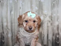 Lulu, a female Poodle - Miniature  for sale in Lead Hill, AR – 4 of 10