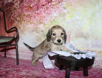 Angel , a female Miniature Dachshund for sale in Lead Hill, AR – 7 of 10