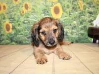 Peanut, a male Miniature Dachshund for sale in Lead Hill, AR – 5 of 10