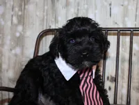 Ash, a male Miniature Schnauzer for sale in Lead Hill, AR – 6 of 10