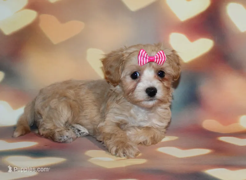 Opal Mae – Maltipoo puppy for sale in Lead Hill, AR