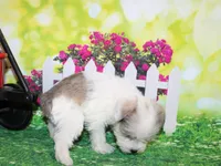 Tiny, a male Miniature Schnauzer for sale in Lead Hill, AR – 5 of 10