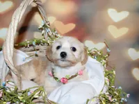 Daisy , a female Maltipoo for sale in Lead Hill, AR – 4 of 10