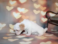 Max, a male Maltipoo for sale in Lead Hill, AR – 10 of 10