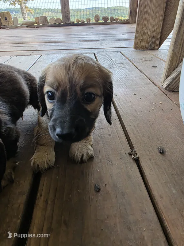 Maple  – Miniature Dachshund puppy for sale in Lead Hill, AR