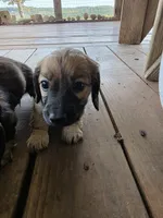 Maple , a female Miniature Dachshund for sale in Lead Hill, AR – 1 of 4