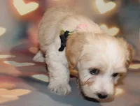 Daisy , a female Maltipoo for sale in Lead Hill, AR – 9 of 10