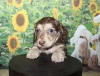 Charlie , a male Miniature Dachshund for sale in Lead Hill, AR – 5 of 10