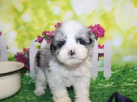 Blue, a male Miniature Schnauzer for sale in Lead Hill, AR – 4 of 10