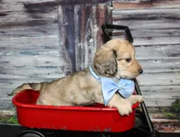 Tanner, a male Miniature Dachshund for sale in Lead Hill, AR – 6 of 10