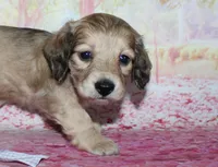Angel , a female Miniature Dachshund for sale in Lead Hill, AR – 8 of 10