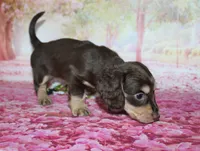 Darcy, a female Miniature Dachshund for sale in Lead Hill, AR – 4 of 10
