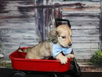 Tanner, a male Miniature Dachshund for sale in Lead Hill, AR – 8 of 10