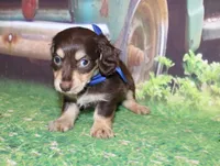 copper18, a male Miniature Dachshund for sale in Lead Hill, AR – 5 of 10