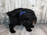 Ash, a male Miniature Schnauzer for sale in Lead Hill, AR – 9 of 10