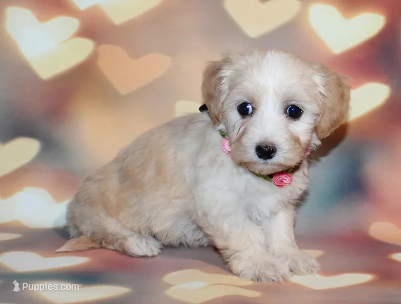 Daisy  – Maltipoo puppy for sale in Lead Hill, AR