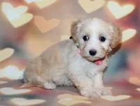 Daisy , a female Maltipoo for sale in Lead Hill, AR – 1 of 10