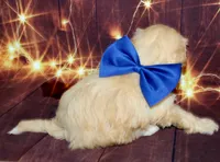 Leon, a male Maltipoo for sale in Lead Hill, AR – 7 of 10