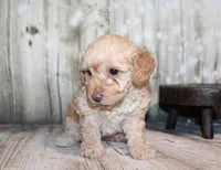 Lulu, a female Poodle - Miniature  for sale in Lead Hill, AR – 5 of 10