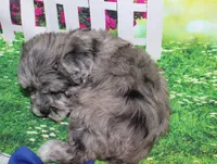 Oliver, a male Miniature Schnauzer for sale in Lead Hill, AR – 5 of 10