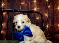Leon, a male Maltipoo for sale in Lead Hill, AR – 5 of 10