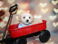 Henry, a male Maltipoo for sale in Lead Hill, AR – 9 of 10