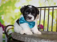 Hunter, a male Miniature Schnauzer for sale in Lead Hill, AR – 2 of 10