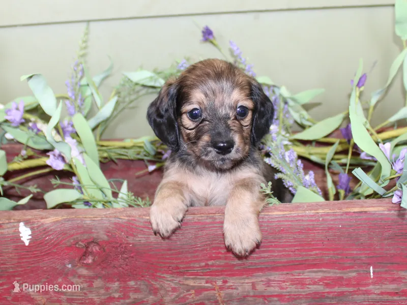 Peanut – Miniature Dachshund puppy for sale in Lead Hill, AR