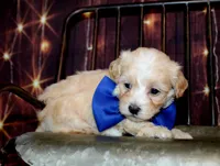 Leon, a male Maltipoo for sale in Lead Hill, AR – 6 of 10