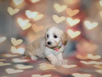 Daisy , a female Maltipoo for sale in Lead Hill, AR – 3 of 10