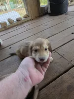 Ollie , a male Miniature Dachshund for sale in Lead Hill, AR – 4 of 4