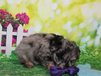 Norman, a male Miniature Schnauzer for sale in Lead Hill, AR – 9 of 10