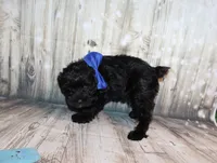 Ash, a male Miniature Schnauzer for sale in Lead Hill, AR – 7 of 10