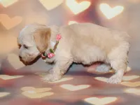 Daisy , a female Maltipoo for sale in Lead Hill, AR – 2 of 10