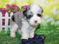Blue, a male Miniature Schnauzer for sale in Lead Hill, AR – 3 of 10