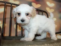 Max, a male Maltipoo for sale in Lead Hill, AR – 7 of 10