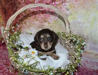 Darcy, a female Miniature Dachshund for sale in Lead Hill, AR – 6 of 10