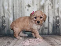 lila, a female Poodle - Miniature  for sale in Lead Hill, AR – 3 of 10
