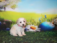 Opal Mae, a female Poodle - Miniature  for sale in Lead Hill, AR – Photo 10 of 10