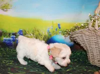 Opal Mae, a female Poodle - Miniature  for sale in Lead Hill, AR – Photo 9 of 10