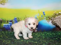 Opal Mae, a female Poodle - Miniature  for sale in Lead Hill, AR – Photo 3 of 10